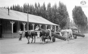 Vista Parcial del Hotel Lacar y transporte de madera con empleo de Yunta de bueyes. Ubicación: Av. San Martín hacia Elordi. Fotógrafo: Bruno Ricardo Sálamon. Año: Ca. 1936 https://www.flickr.com/photos/archivovisualpatagonico/33000943540
