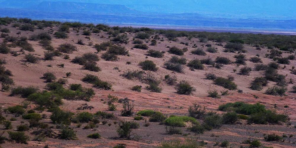 Nidadas de dinosaurios en el desierto de Auca Mahuida