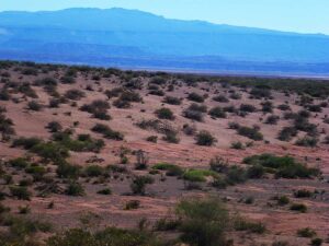 Nidadas de dinosaurios en el desierto de Auca Mahuida
