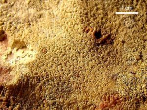 Actinastrea (aspecto de la base) - Cañadón de los Alazanes, Zapala, Neuquén Formación La Manga (Jurásico superior) - 160 millones de años