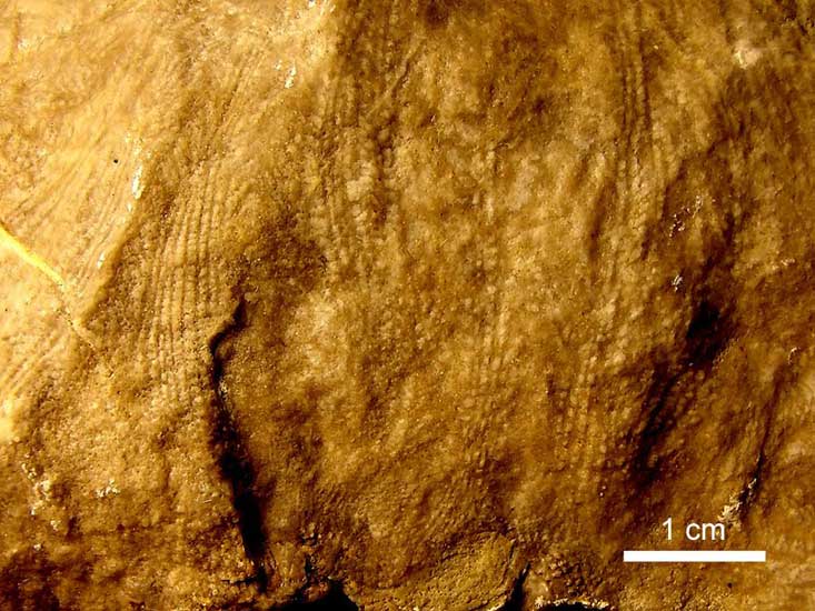 Australoceris (detalle interno) - Portada Covunco, Zapala, Neuquén Formación La Manga (Jurásico superior) - 160 millones de años
