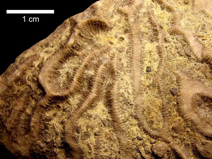 Australoceris (apecto externo) - Portada Covunco, Zapala, Neuquén Formación La Manga (Jurásico superior) - 160 millones de años