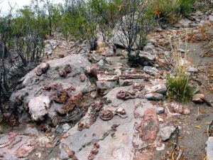 Rocas calizas con corales fósiles - Cañadón de los Alazanes, Zapala, Neuquén Formación La Manga (Jurásico superior) - 160 millones de años