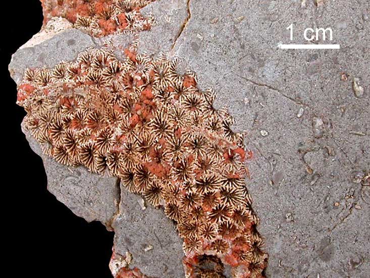 Coral sobre caliza - Cañadón de los Alazanes, Zapala, Neuquén Formación La Manga (Jurásico superior) - 160 millones de años
