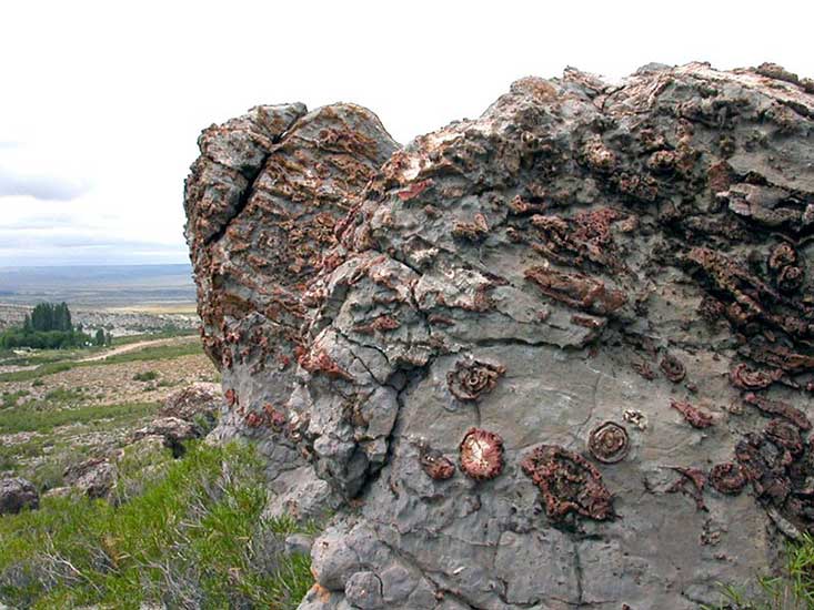 Rocas calizas con corales fósiles - Cañadón de los Alazanes, Zapala, Neuquén Formación La Manga (Jurásico superior) - 160 millones de años