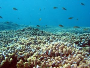 Arrecife de Coral
