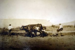 Imagen ilustrativa - Cortando pasto, 1928 - Aluminé