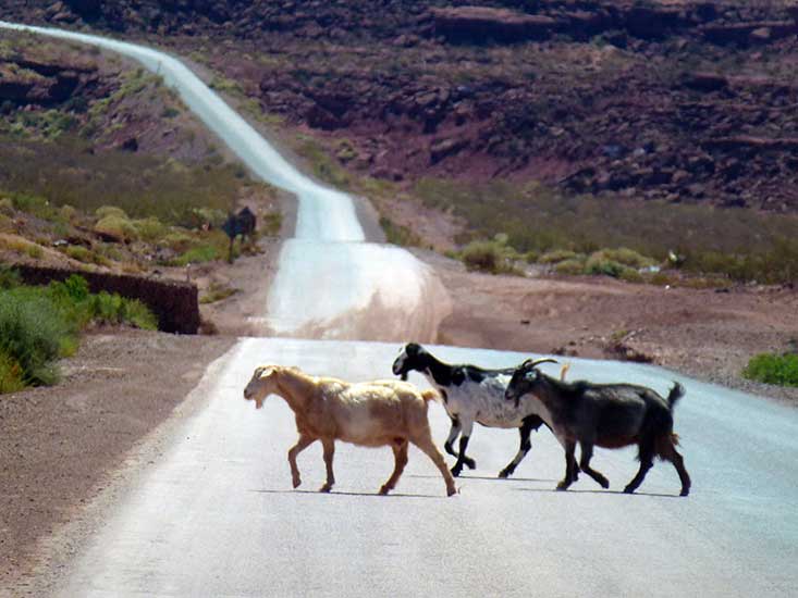 Chivos cruzando la ruta 5 camino a Rincón de los Sauces.