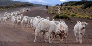 Rumbo a la veranada - Foto: www.neuqueninforma.gob.ar