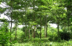 En Neuquén hubo bosques tropicales, dunas, lagunas, desiertos y hasta costas marítimas.