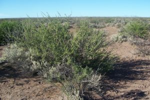 Reserva Area Protegida El Mangrullo - Neuquén