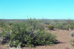 Reserva Area Protegida El Mangrullo - Neuquén