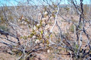 Reserva Area Protegida El Mangrullo - Neuquén