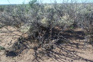 Reserva Area Protegida El Mangrullo - Neuquén