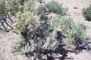 Reserva Area Protegida El Mangrullo - Neuquén