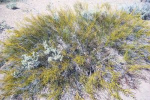 Reserva Area Protegida El Mangrullo - Neuquén