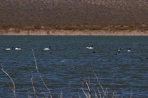 Reserva Area Protegida El Mangrullo - Neuquén