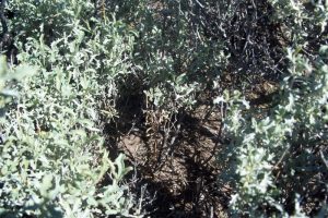 Reserva Area Protegida El Mangrullo - Neuquén