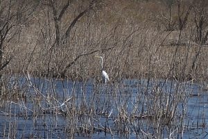 Reserva Area Protegida El Mangrullo - Neuquén