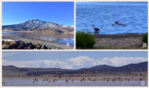ANP El Tromen. A: Laguna del Tromen y volcán Tromen (foto: Sergio D’Abramo); B-C: Laguna del Tromen y parte de su fauna (fotografías: Paula González)