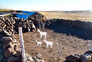 Puestos de pobladores del ANP El Tromen