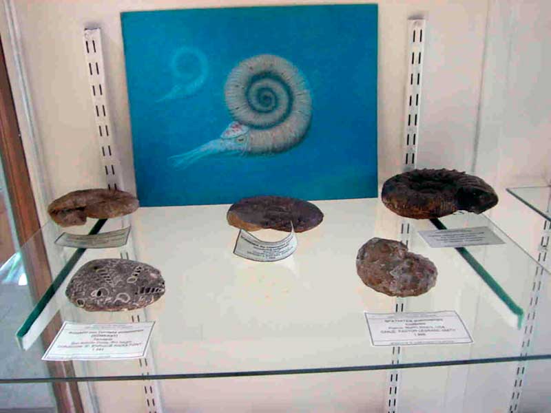 Colección Amonites del MOZ - 2001