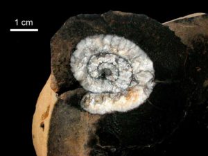 Sección de amonoide cristalizado - Arroyo Chacay Melehue, Neuquén, Formación Los Molles (Jurásico inferior-medio), 175 millones de años.