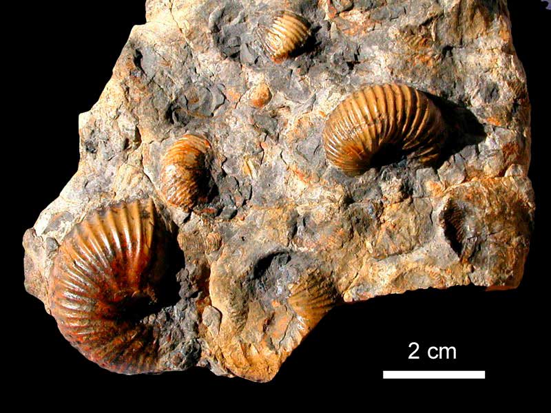 Coquina de pequeños amonoides - Arroyo Chacay Melehue, Neuquén, Formación Los Molles (Jurásico inferior-medio), 175 millones de años.