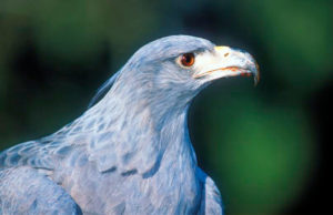Águila coronad(Harpyhaliaetus coronatus)