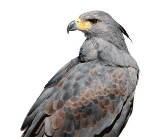 Águila coronada (Harpyhaliaetus coronatus)