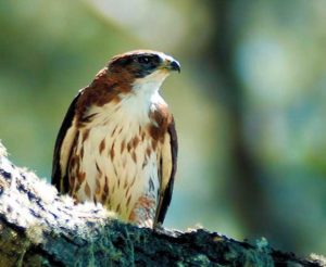 Aguilucho andino (Buteo albigula)