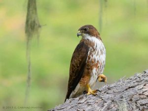 Aguilucho andino (Buteo albigula)