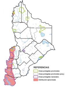 Área de distribución en la provincia del Neuquén del aguilucho andino.