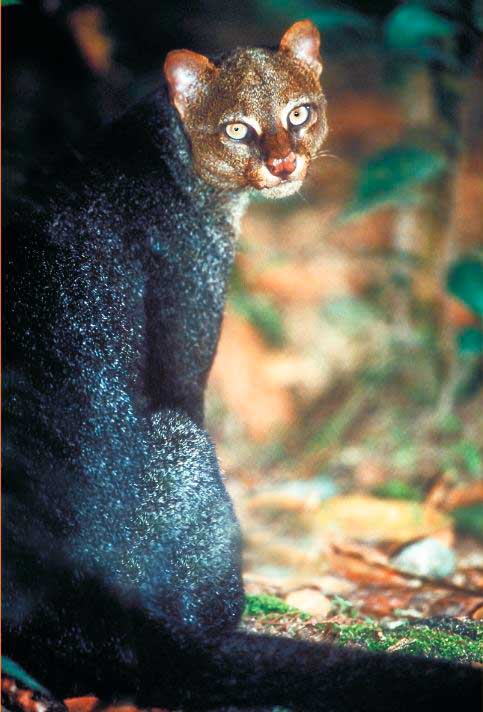 Gato Moro (Puma jaguaroundi)