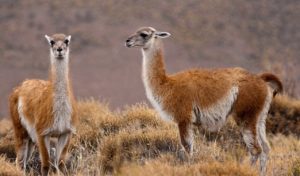 Guanaco (Lama guanicoe)