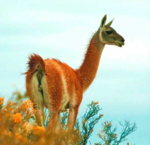 Guanaco (Lama guanicoe)