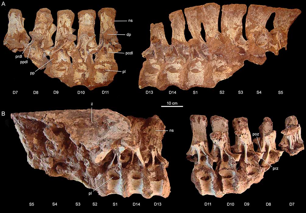 Detalle de las vértebras del Tratayenia.