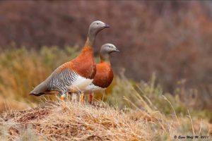Cauquén real (Chloephaga poliocephala)