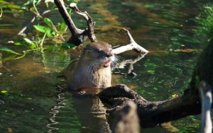 Huillín (Lontra provocax)