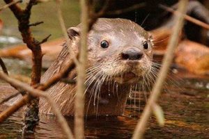 Huillín (Lontra provocax)