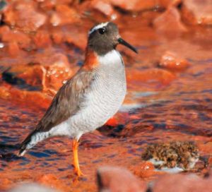 Chorlito de vincha (Phegornis mitchellii)