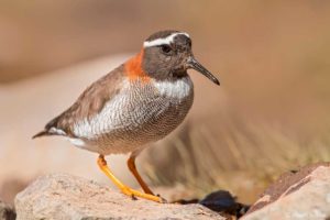 Chorlito de vincha (Phegornis mitchellii)