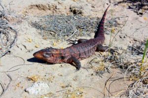 Lagarto colorado (Tupinambis rufescens)