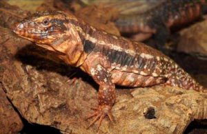 Lagarto colorado (Tupinambis rufescens)