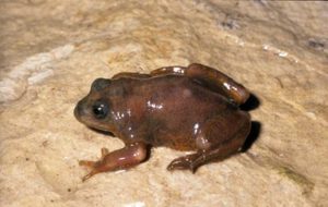 Ranita patagónica - Atelognathus patagonicus