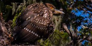 Documental: El Paso de la Niebla