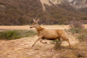 Huemul (Hippocamelus bisulcus)