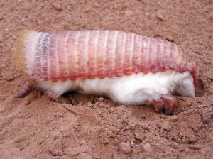 Pichiciego (Chlamyphorus truncatus)