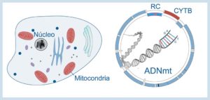 La molécula de ADN mitocondrial