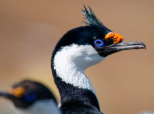 Cormorán imperial (Phalacrocorax atriceps)